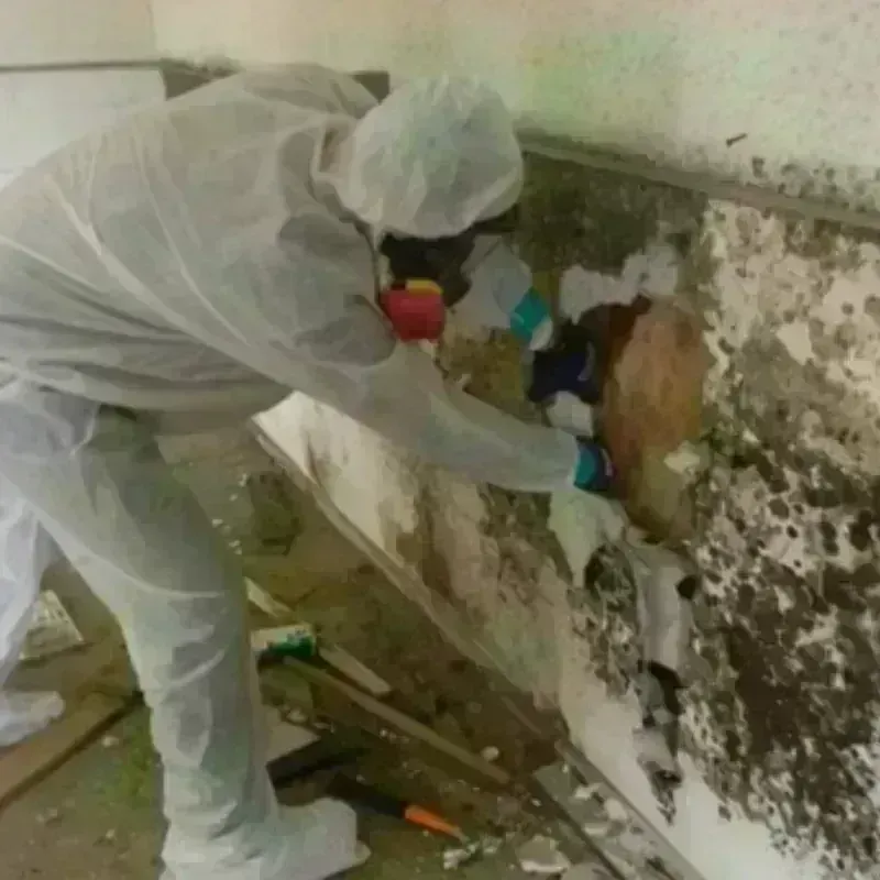 Mold Remediation and Removal in Hilbert, WI